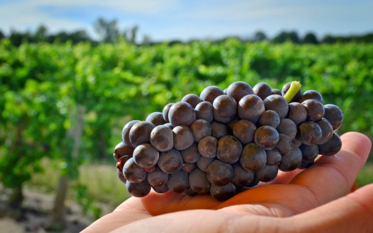 Close Up of Grapes at One of the Vineland Wineries :: I've Been Bit! Travel Blog