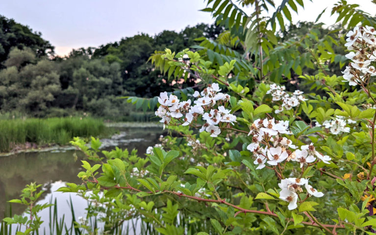 Summer Flowers Along the Green Ribbon Trail :: I've Been Bit! Travel Blog