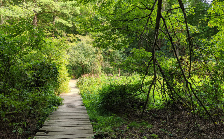 Boardwalk into the Forest at the St Johns Conservation Area :: I've Been Bit! Travel Blog