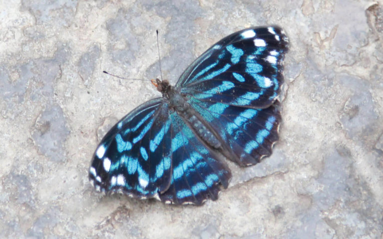 Black and Blue Butterfly on the Stone Floor :: I've Been Bit! Travel Blog