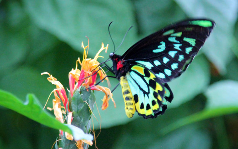 Black, Green and Yellow Butterfly on a Pink Flower :: I've Been Bit! Travel Blog
