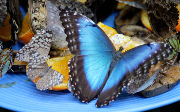 Blue and Black Butterfly on One of the Feeders :: I've Been Bit! Travel Blog