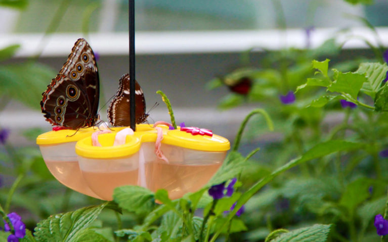 Butterflies on a Yellow Feeder :: I've Been Bit! Travel Blog