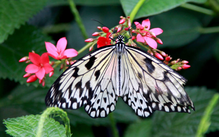 Light Yellow and Black Butterfly on Pink Flowers :: I've Been Bit! Travel Blog