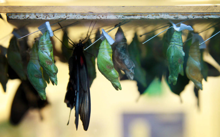 Chrysalis in the Niagara Parks Butterfly Conservatory Emergence Chamber :: I've Been Bit! Travel Blog