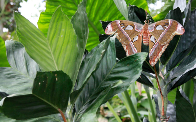 Massive Moth-Looking Butterfly Amongst Green Leaves :: I've Been Bit! Travel Blog