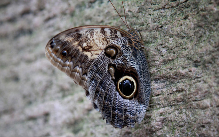 Owl Butterfly on a Tree Trunk :: I've Been Bit! Travel Blog