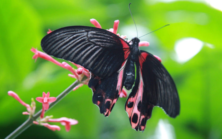 Red and Black Butterfly on a Flower :: I've Been Bit! Travel Blog