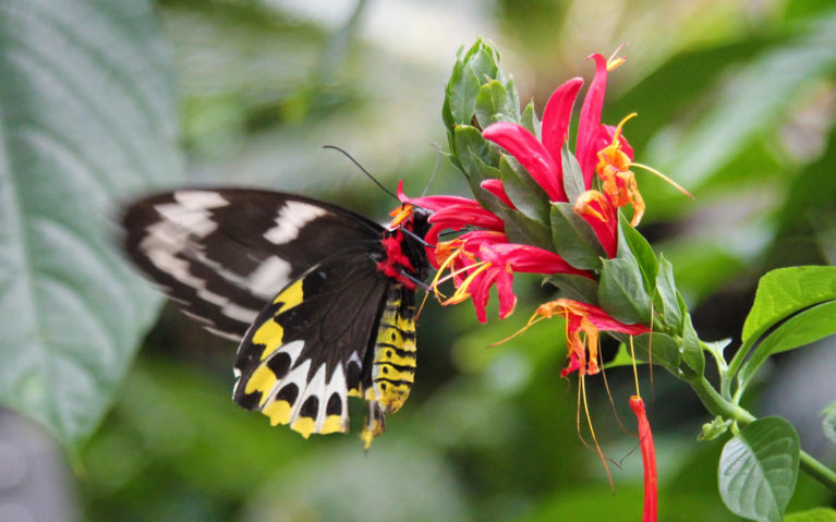 Black and Yellow Butterfly on Red Flowers :: I've Been Bit! Travel Blog