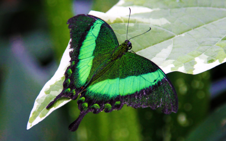 Checking Out the Butterflies is Just One of the Many Great Niagara Activities :: I've Been Bit! A Travel Blog