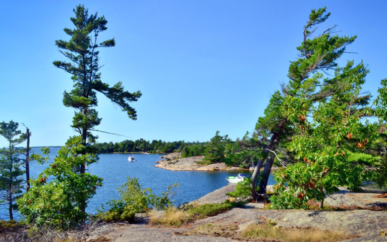 Some of the White Pines Along Georgian Bay :: I've Been Bit! Travel Blog