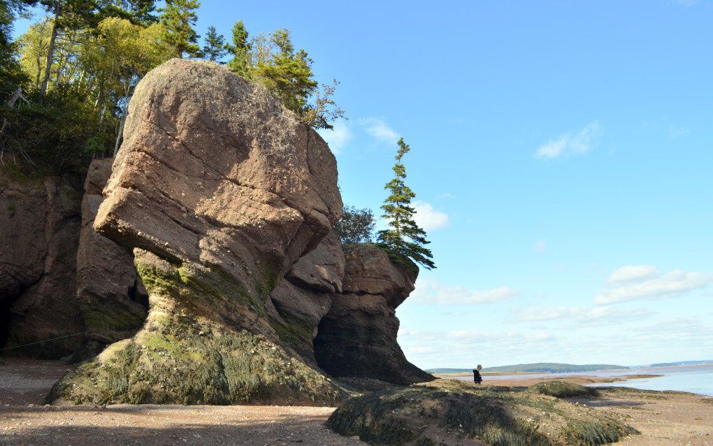 View of the Hopewell Rocks during low tide :: I've Been Bit! Travel Blog