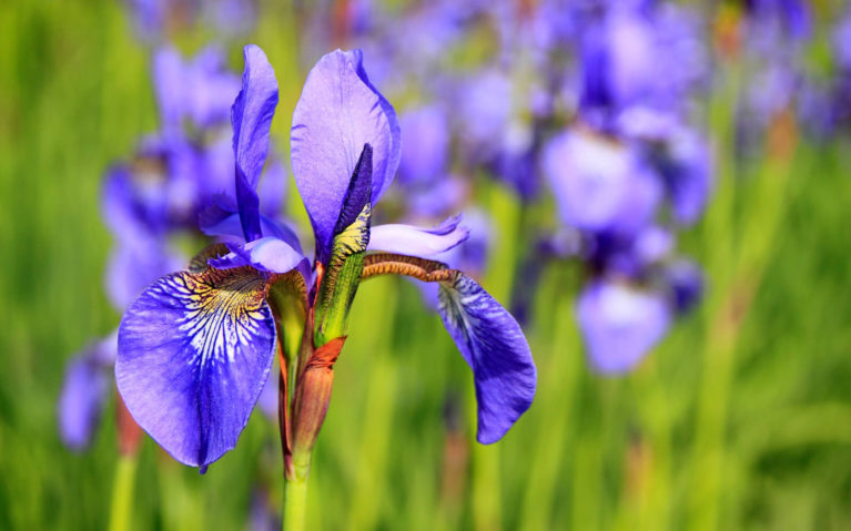 Close Up of Purple Iris in Field :: I've Been Bit! Travel Blog