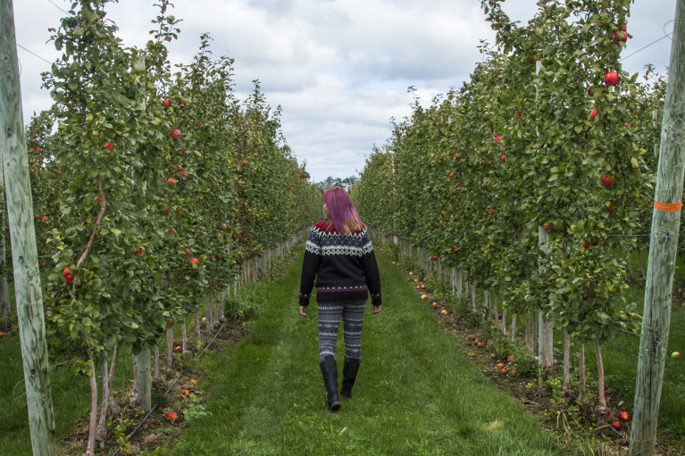 Lindsay walking through the fields at T&K Ferri Orchards while apple picking in Grey County :: I've Been Bit! A Travel Blog
