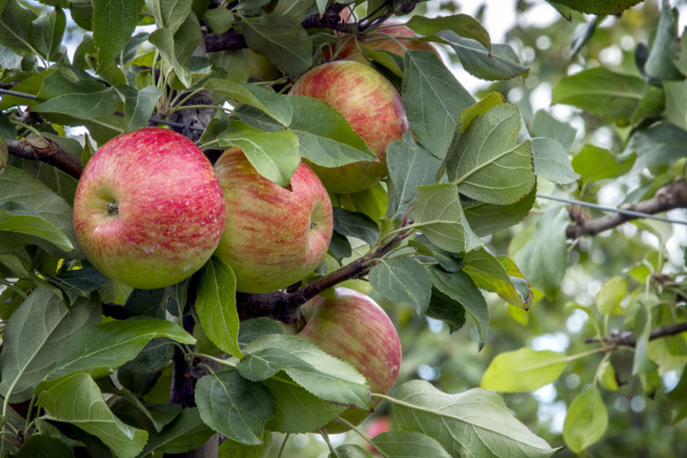 Apple Picking T&K Ferri Orchards Apples in Grey County Ontario :: I've Been Bit! A Travel Blog