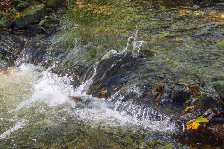 Chinook Salmon Jump along the Syndenham River in Grey County Ontario :: I've Been Bit! A Travel Blog 