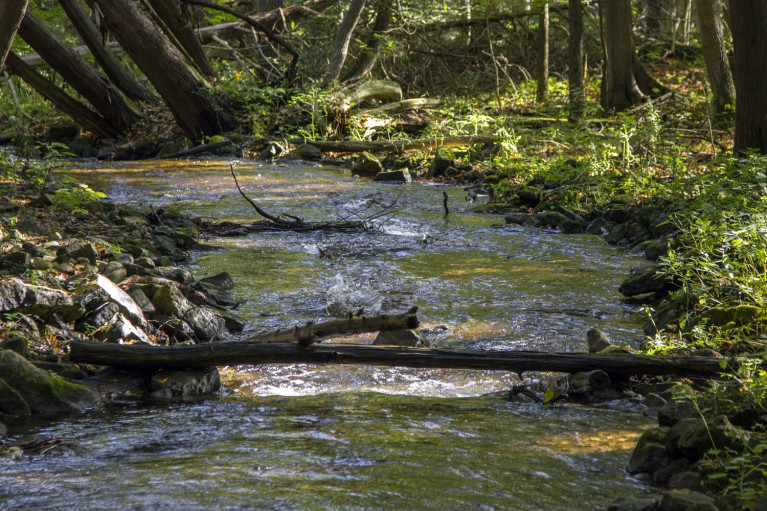 I've Been Bit! A Travel Blog - Grey County Autumn Adventures Syndenham River