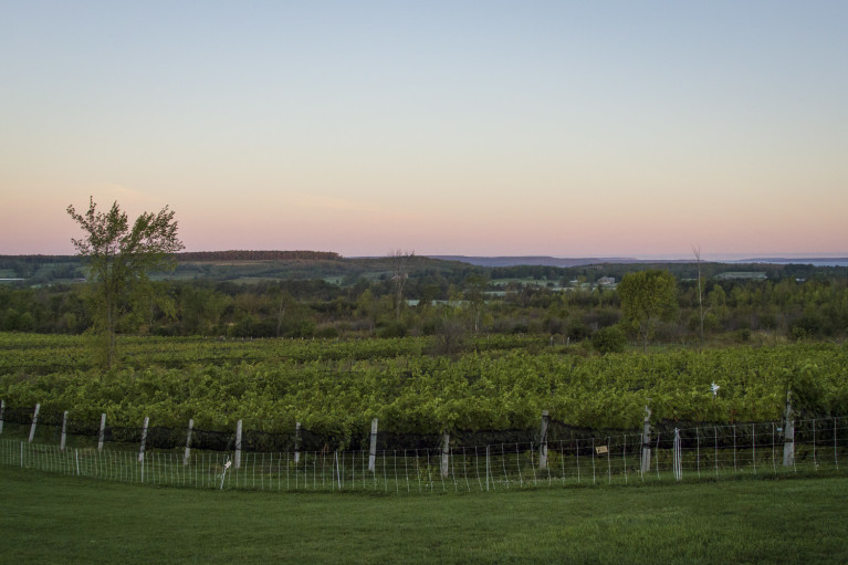 Beautiful sunrise over the Coffin Ridge vineyards in Grey County :: I've Been Bit! Travel Blog