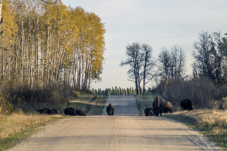 Riding Mountain National Park Bison - 20+ Photos Guaranteed to Inspire a Manitoba Road Trip :: I've Been Bit! A Travel Blog