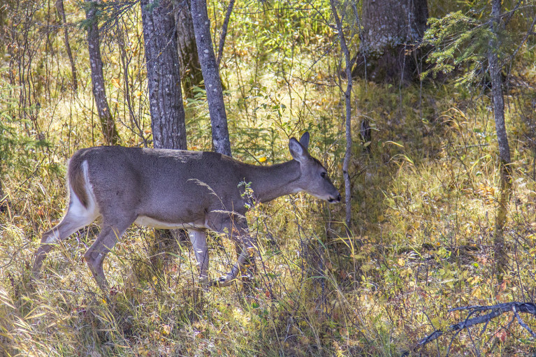 Deer in Riding Mountain National Park - 20+ Photos Guaranteed to Inspire a Manitoba Road Trip :: I've Been Bit! A Travel Blog