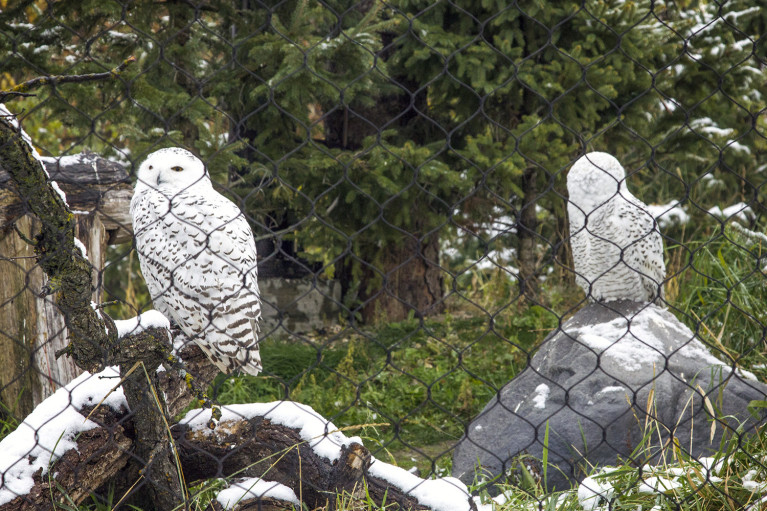 Snowy Owls of the Assiniboine Park Zoo, Manitoba Road Trip - 7 Days of Canadian Prairie Adventure :: I've Been Bit A Travel Blog