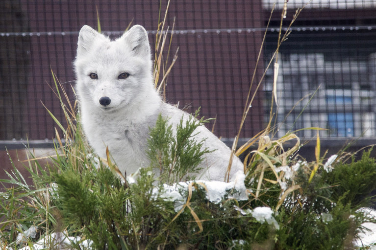 Arctic Fox in the Assiniboine Park Zoo, Manitoba Road Trip - 7 Days of Canadian Prairie Adventure :: I've Been Bit A Travel Blog