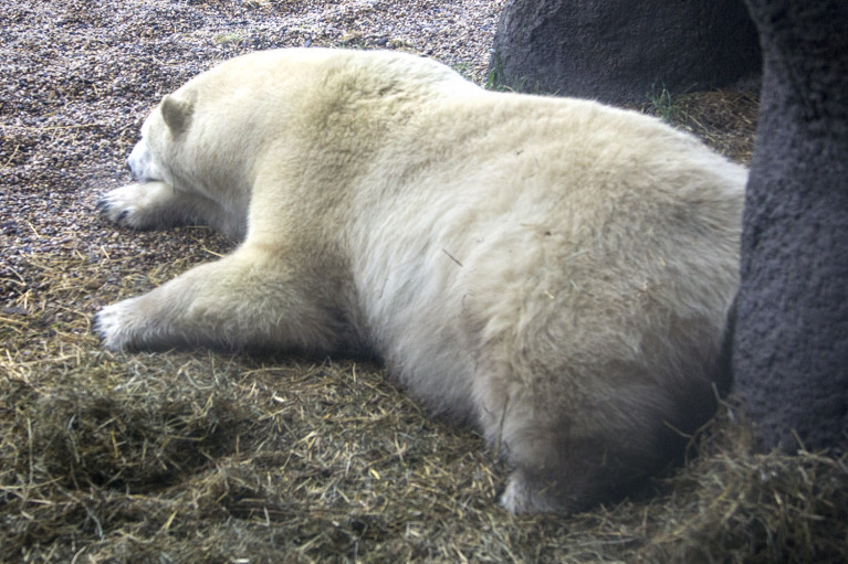 Polar Bears of the Assiniboine Park Zoo, Manitoba Road Trip - 7 Days of Canadian Prairie Adventure :: I've Been Bit A Travel Blog