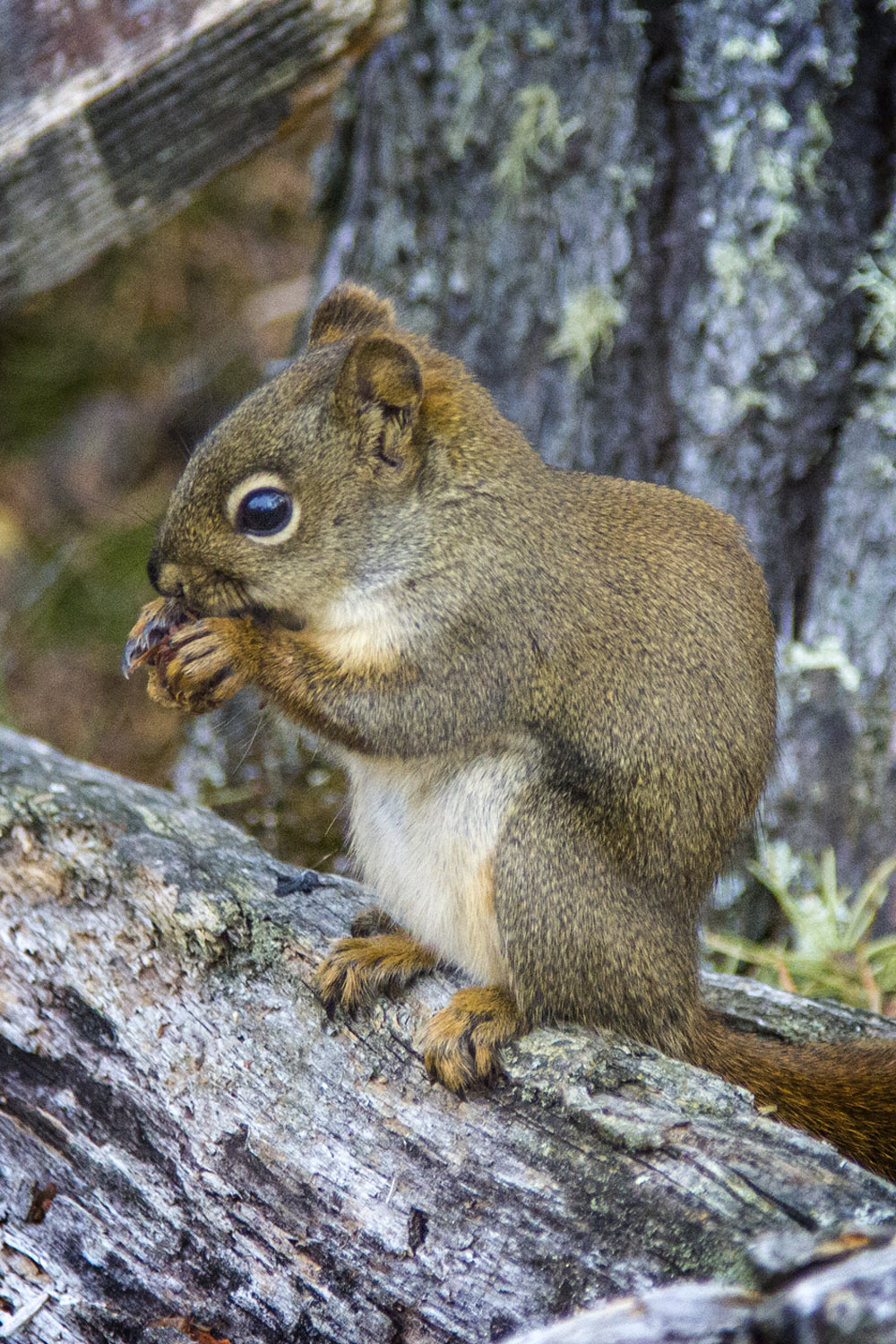 Squirrel in Whiteshell Provincial Park, Manitoba Road Trip - 7 Days of Canadian Prairie Adventure :: I've Been Bit A Travel Blog