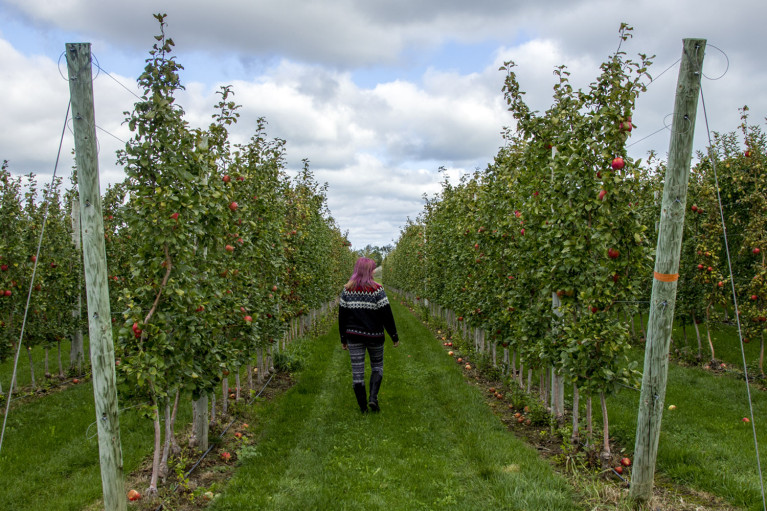 Apple Picking - 2017 Round Up & Travel Recap :: I've Been Bit! A Travel Blog