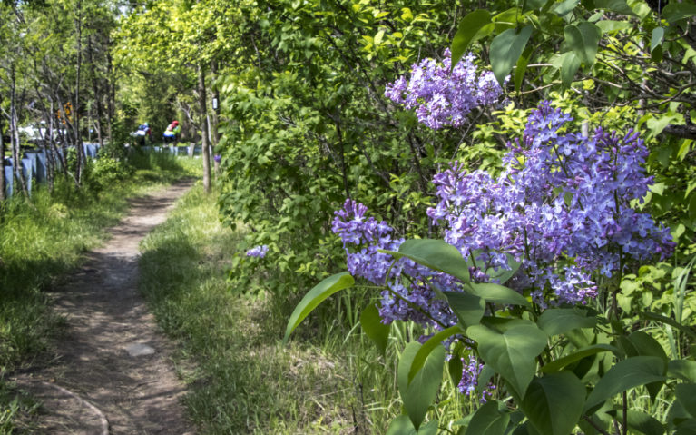Lilacs Along the Bruce Trail Near Borer's Falls :: I've Been Bit! Travel Blog