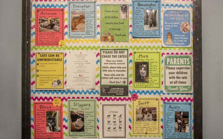Cat Adoption Board at My Kitty Cafe :: I've Been Bit! A Travel Blog