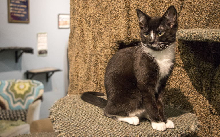 Disco Perched at My Kitty Cafe :: I've Been Bit! A Travel Blog