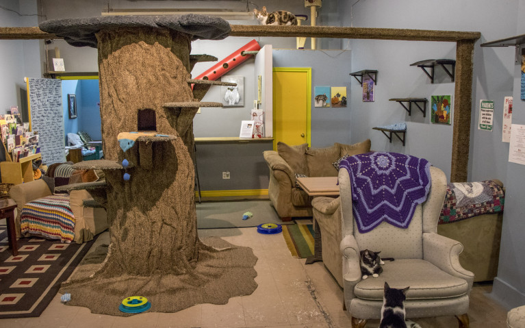 Inside of Guelph's Cat Cafe :: I've Been Bit! A Travel Blog