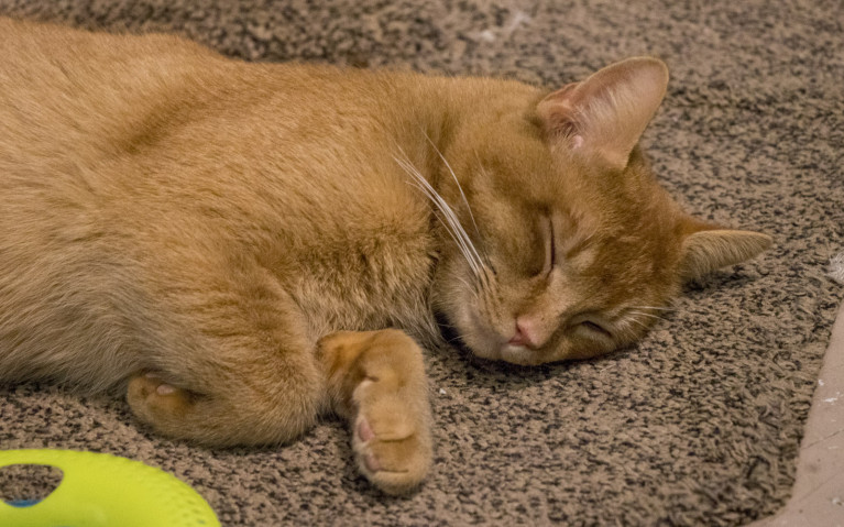 A Cat Sleeping at My Kitty Cafe :: I've Been Bit! A Travel Blog