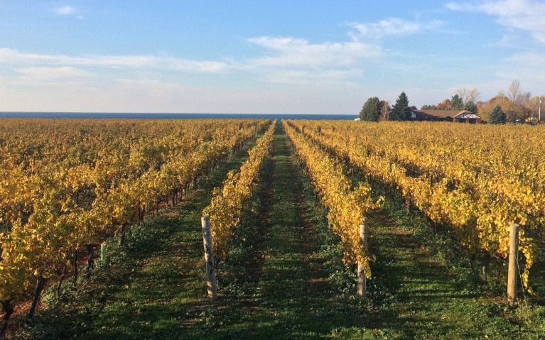 Konzelmann Vineyards :: I've Been Bit! A Travel Blog