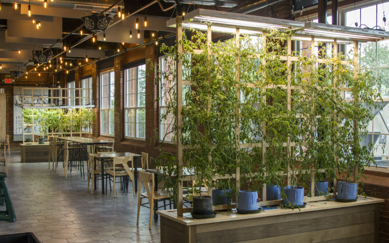 Plants Growing Indoors at Mill 180 Park - The World's First Hydroponic Park :: I've Been Bit! A Travel Blog