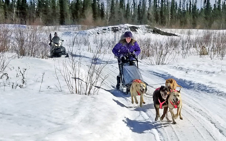 Go Dogsledding While You Visit Northwest Territories! :: I've Been Bit! A Travel Blog