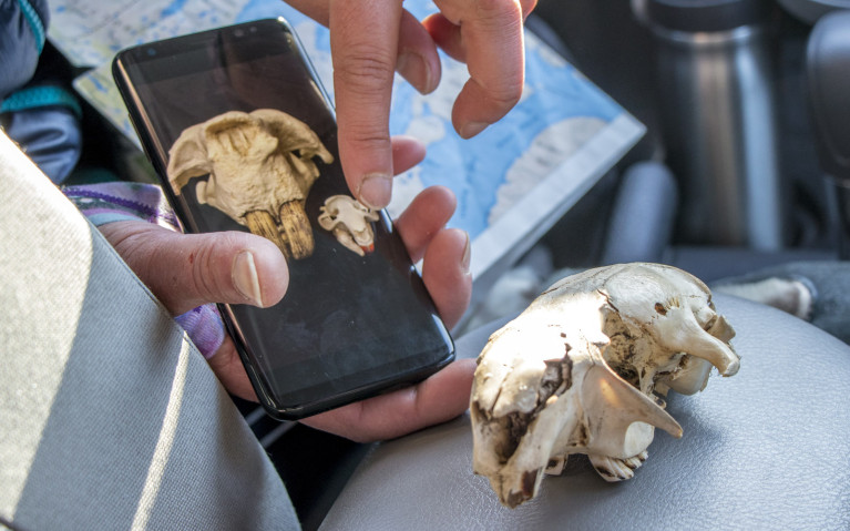 In What Other Yellowknife Tour Will You See a Beaver Skull? :: I've Been Bit! A Travel Blog