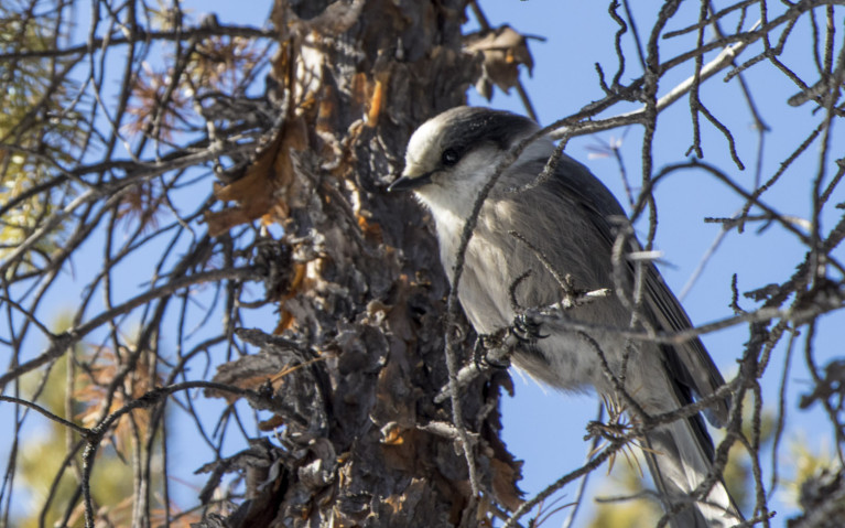 Canada's National Bird - the Gray Jay! :: I've Been Bit! A Travel Blog