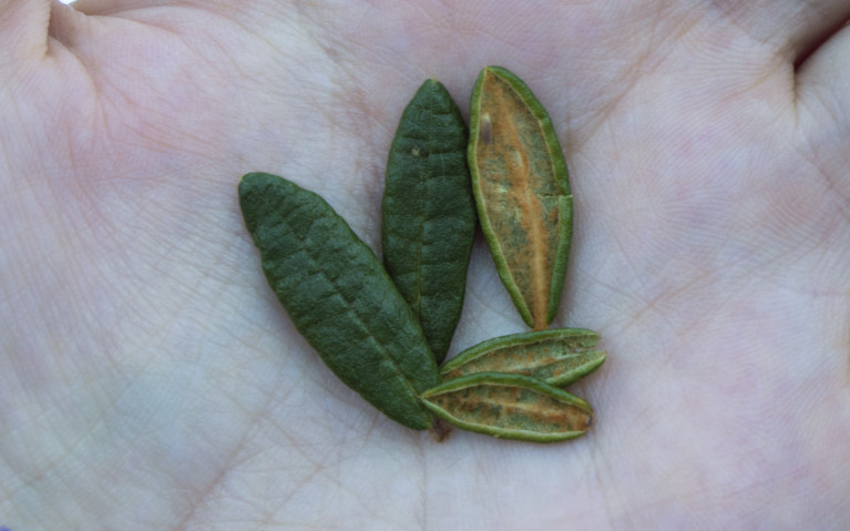 Labrador Tea Leaves :: I've Been Bit! A Travel Blog