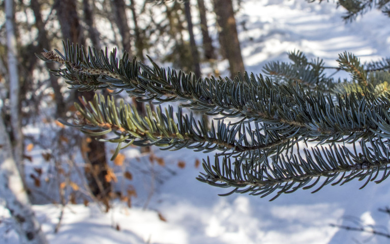 Spruce Trees :: I've Been Bit! A Travel Blog