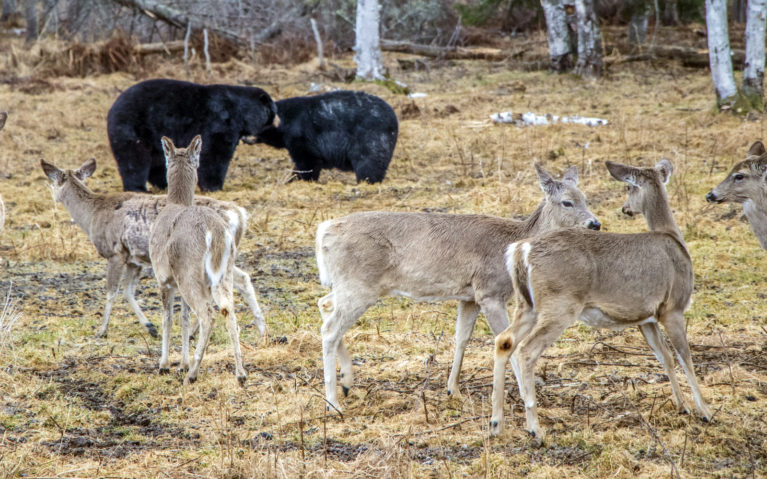 See the Wildlife Mingle :: I've Been Bit! A Travel Blog