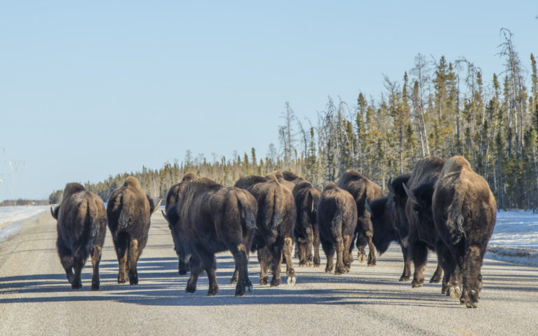 The Bison of Wood Buffalo National Park :: I've Been Bit! A Travel Blog