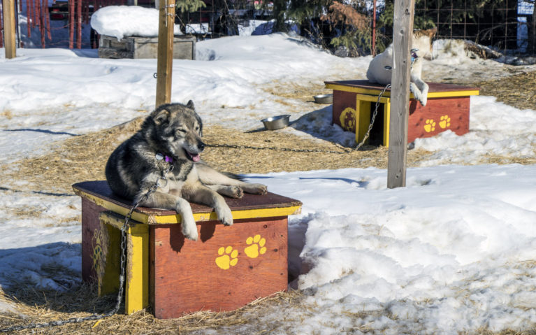 How Adorable Are These Pups? :: I've Been Bit! A Travel Blog