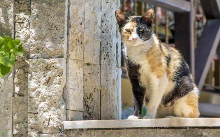 Turkish Feline :: I've Been Bit! A Travel Blog