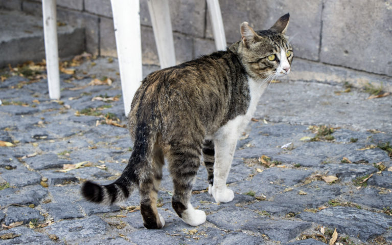 Turkish Cat :: I've Been Bit! A Travel Blog