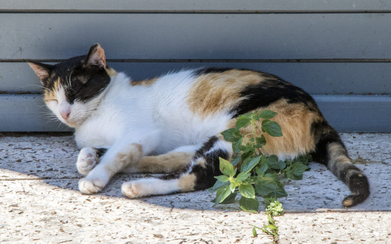 Istanbul Cats Mosque :: I've Been Bit! A Travel Blog