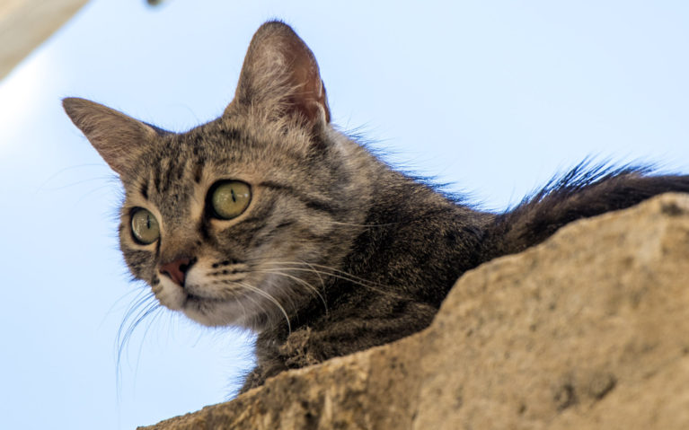 Kedi Cats of Istanbul :: I've Been Bit! A Travel Blog