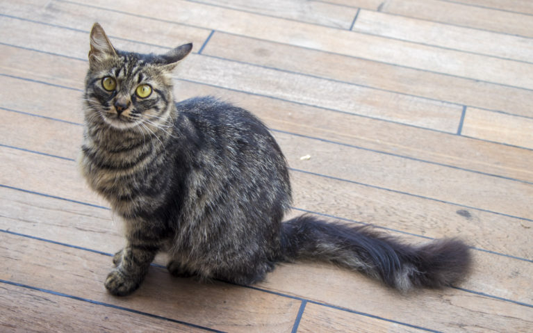 Stray Cats in Turkey :: I've Been Bit! A Travel Blog