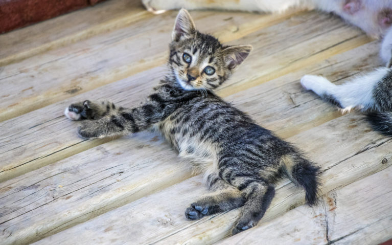 Turkish Kittens :: I've Been Bit! A Travel Blog